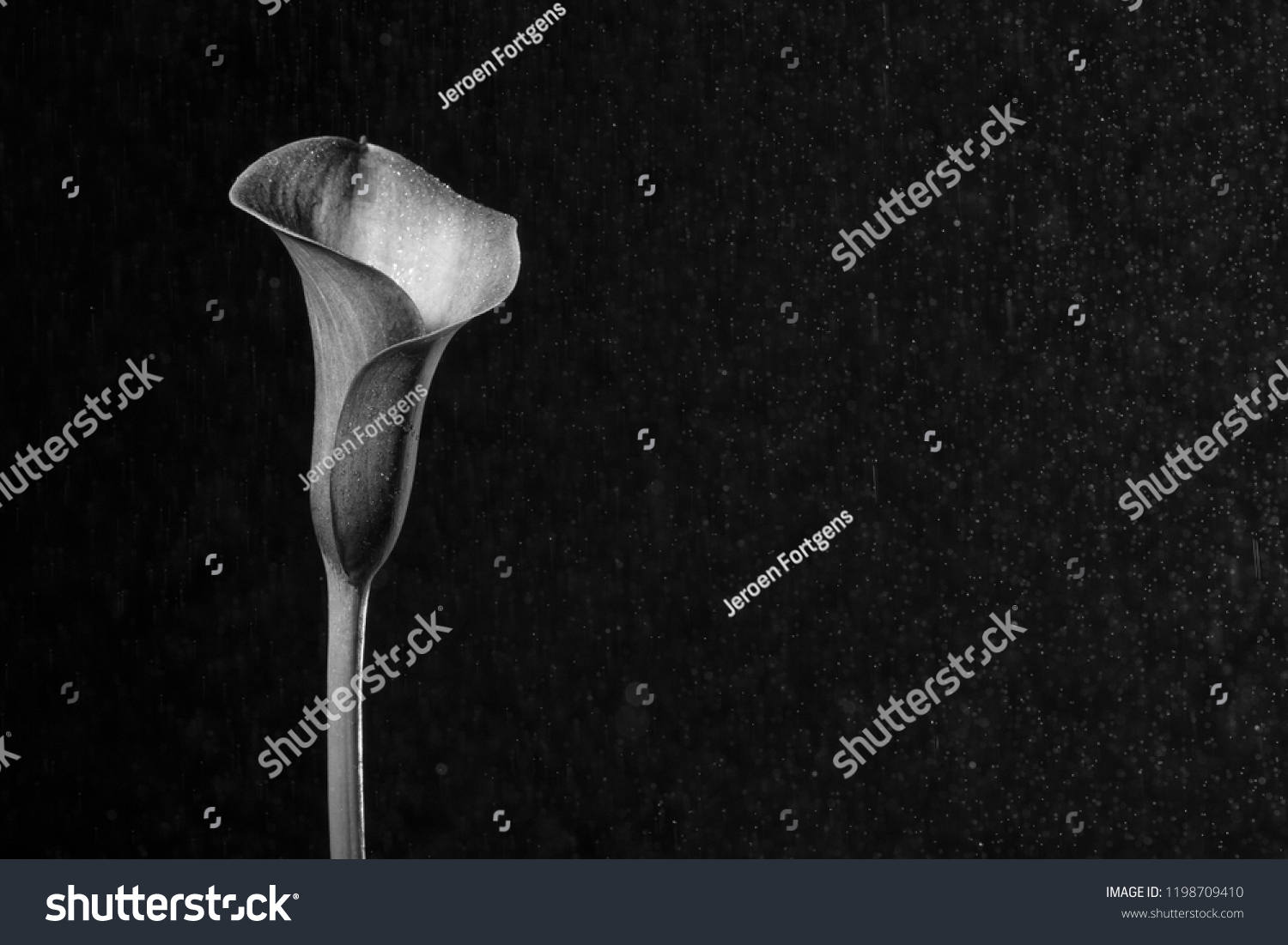 Beautiful wet black and white calla lily / arum lily in rain (botanical: Zantedeschia aethiopica) shot against black background.