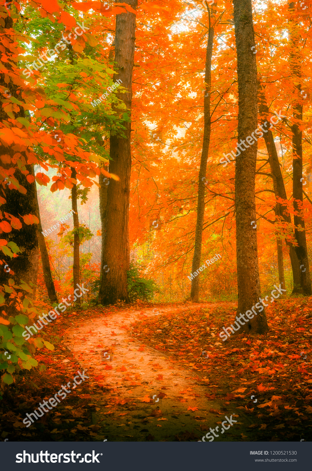 beautiful view of autumn park in the morning