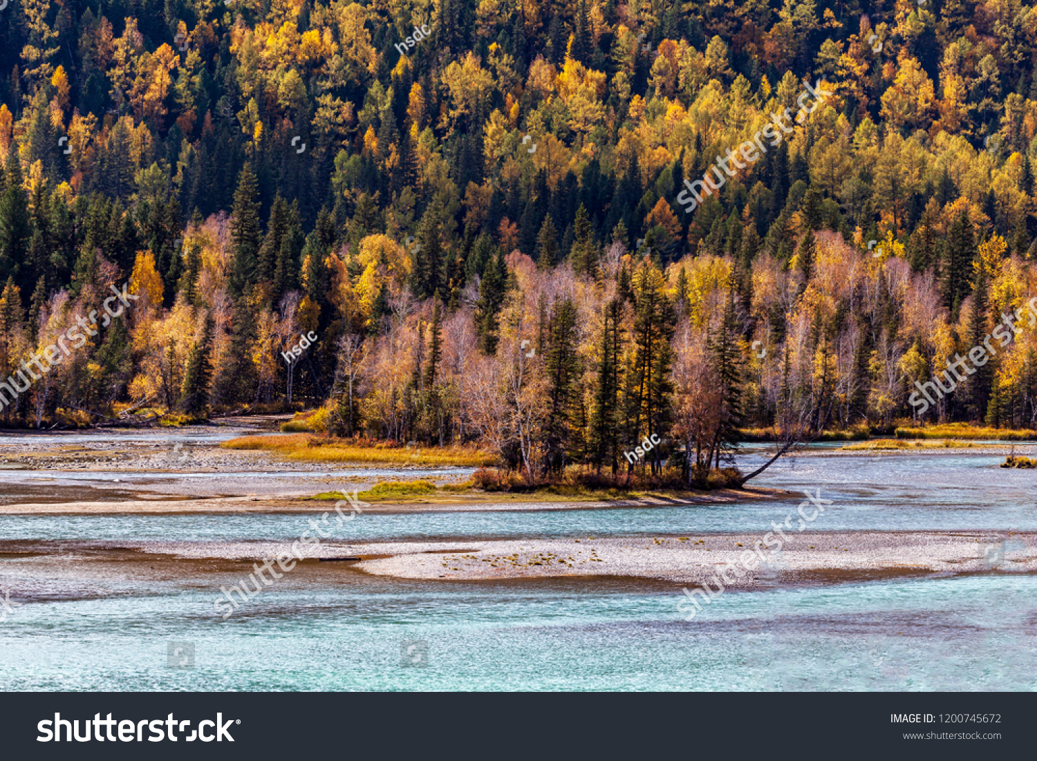 Autumn scenery of the Kanas virgin forest in Xinjiang  China