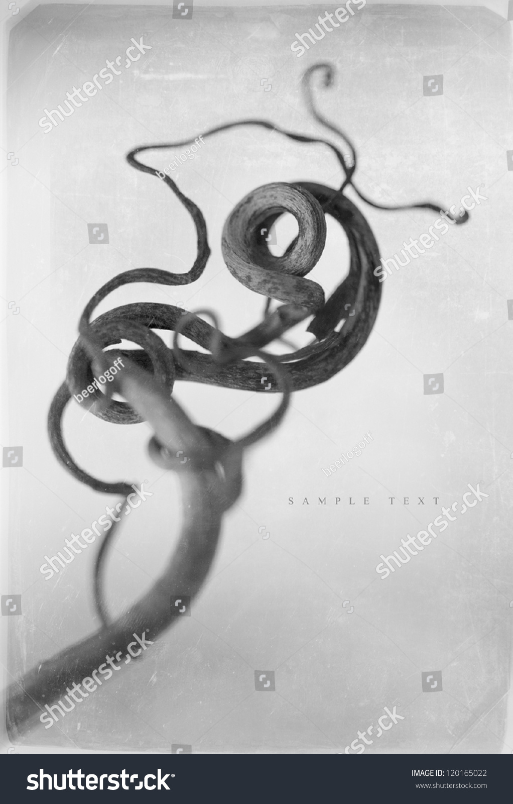 grunge background with dry plant