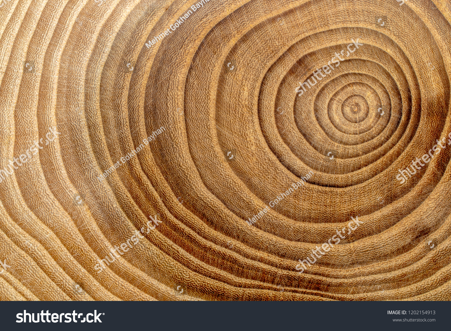 Wooden background. Macro wood cross section.
