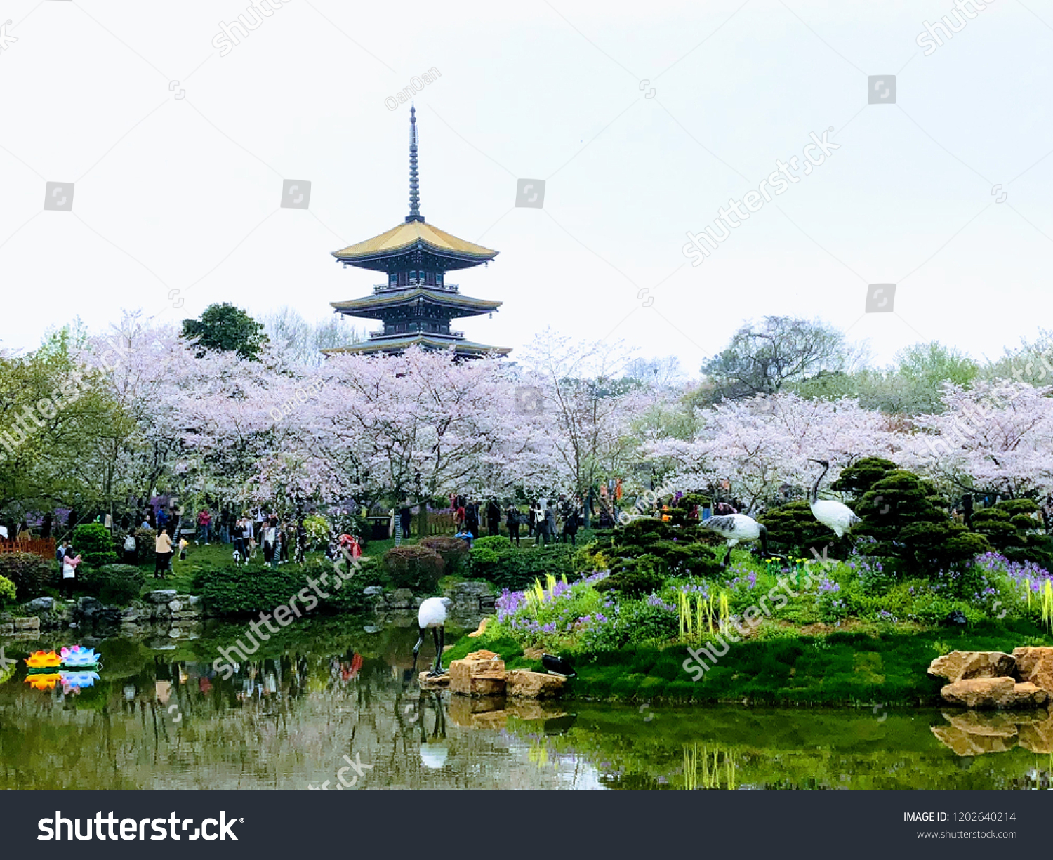 Wuhan  China. Cherry Blossom.