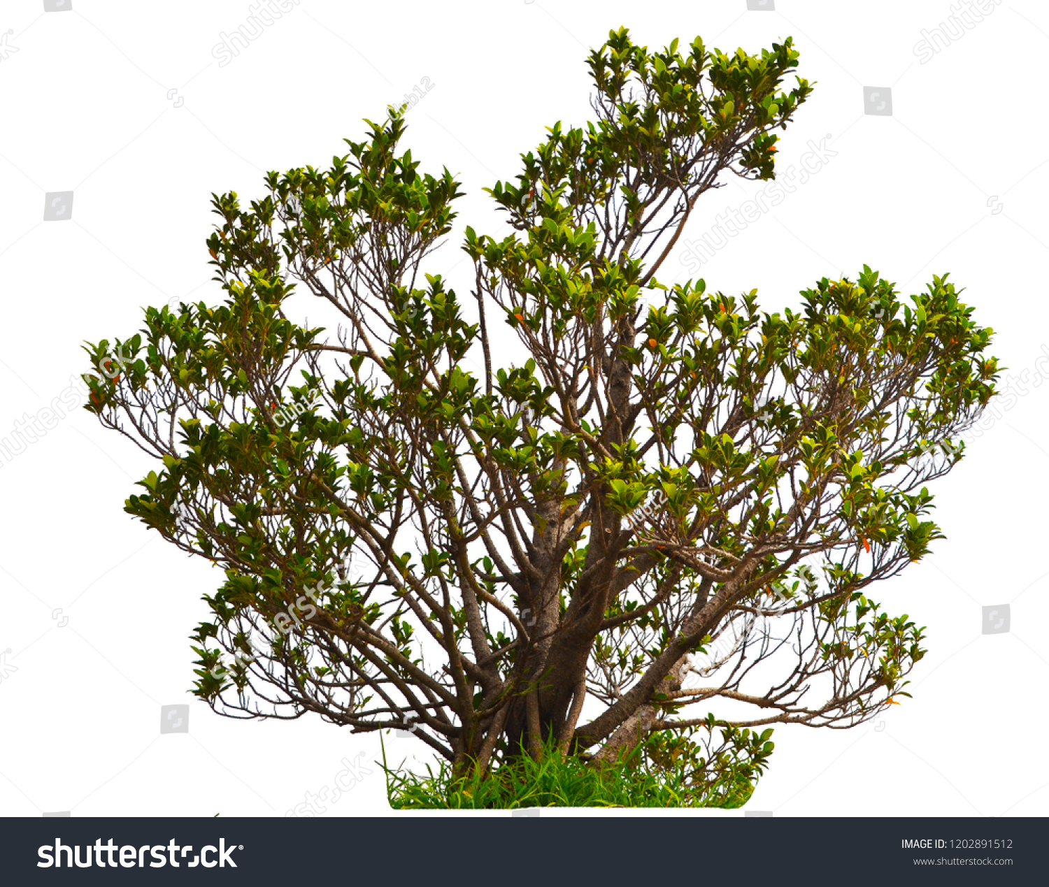banyantree=banyantree alula
