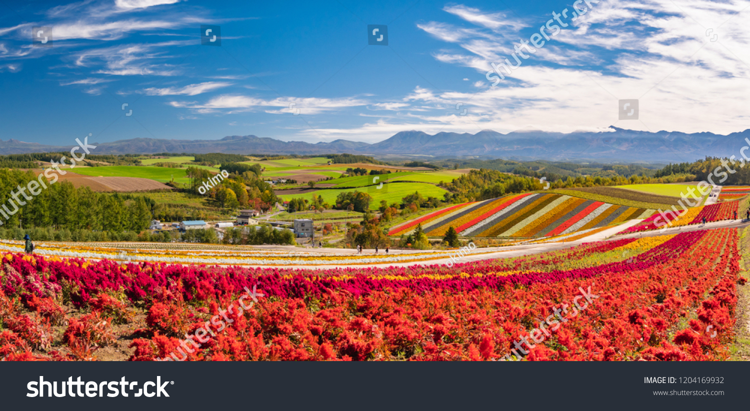 Panoramic colorful flower field in Shikisai-no-oka Biei Hokkaido Japan. Vivid flower streak pattern attracts visitors. It is a very popular spot that can not be removed if sightseeing in Hokkaido.