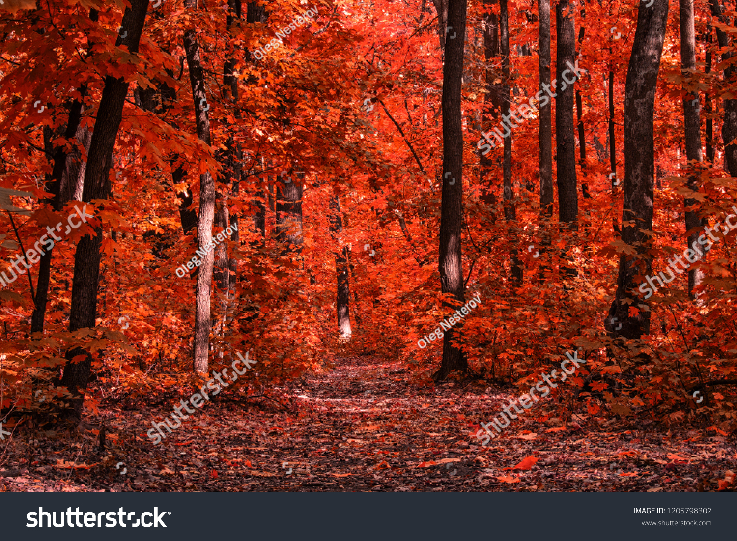 wide autumn trail in a breathtaking bright forest with tall trees and penetrating sunlight the concept of nature and the environment