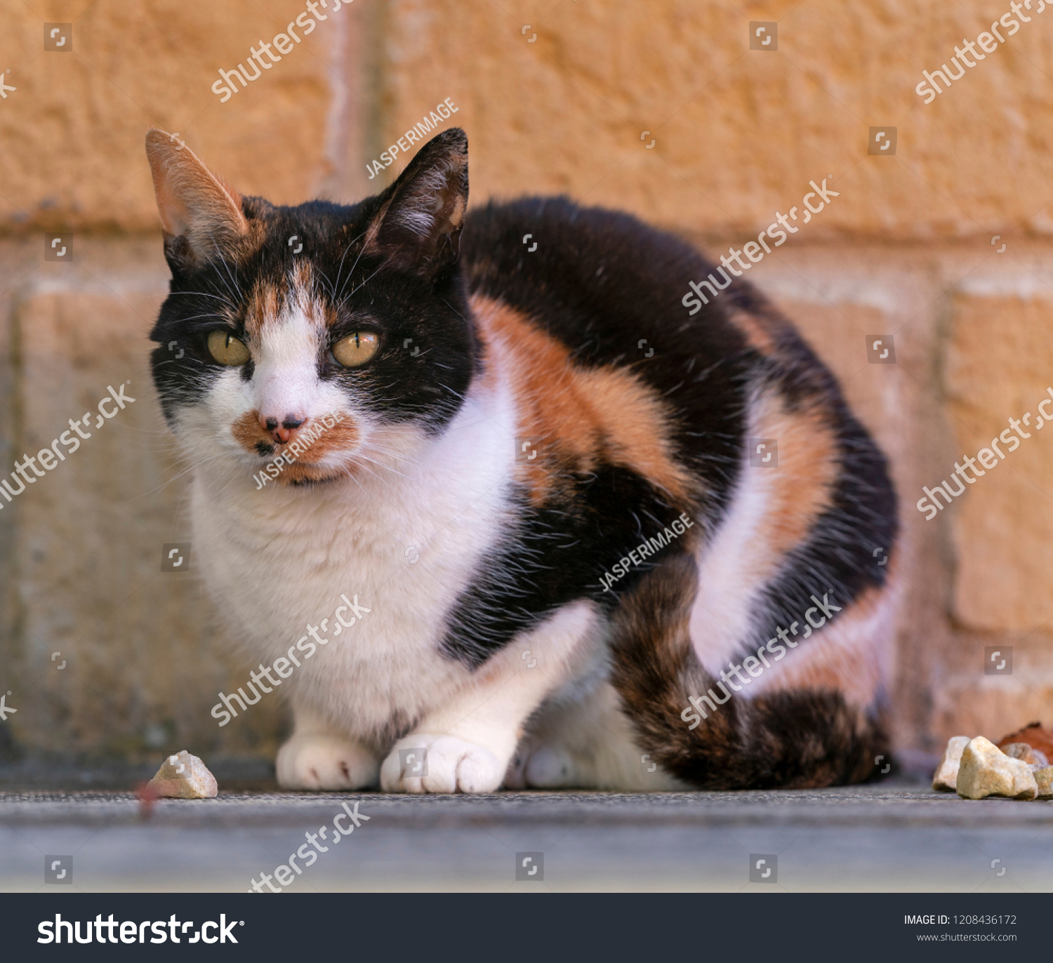 scottish female cat sitting on patio watching the surroundings