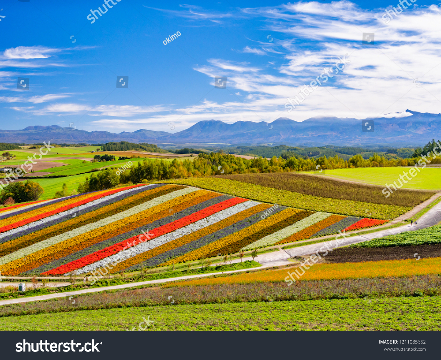 Panoramic colorful flower field in Shikisai-no-oka Biei Hokkaido Japan. Vivid flower streak pattern attracts visitors. It is a very popular spot that can not be removed if sightseeing in Hokkaido.
