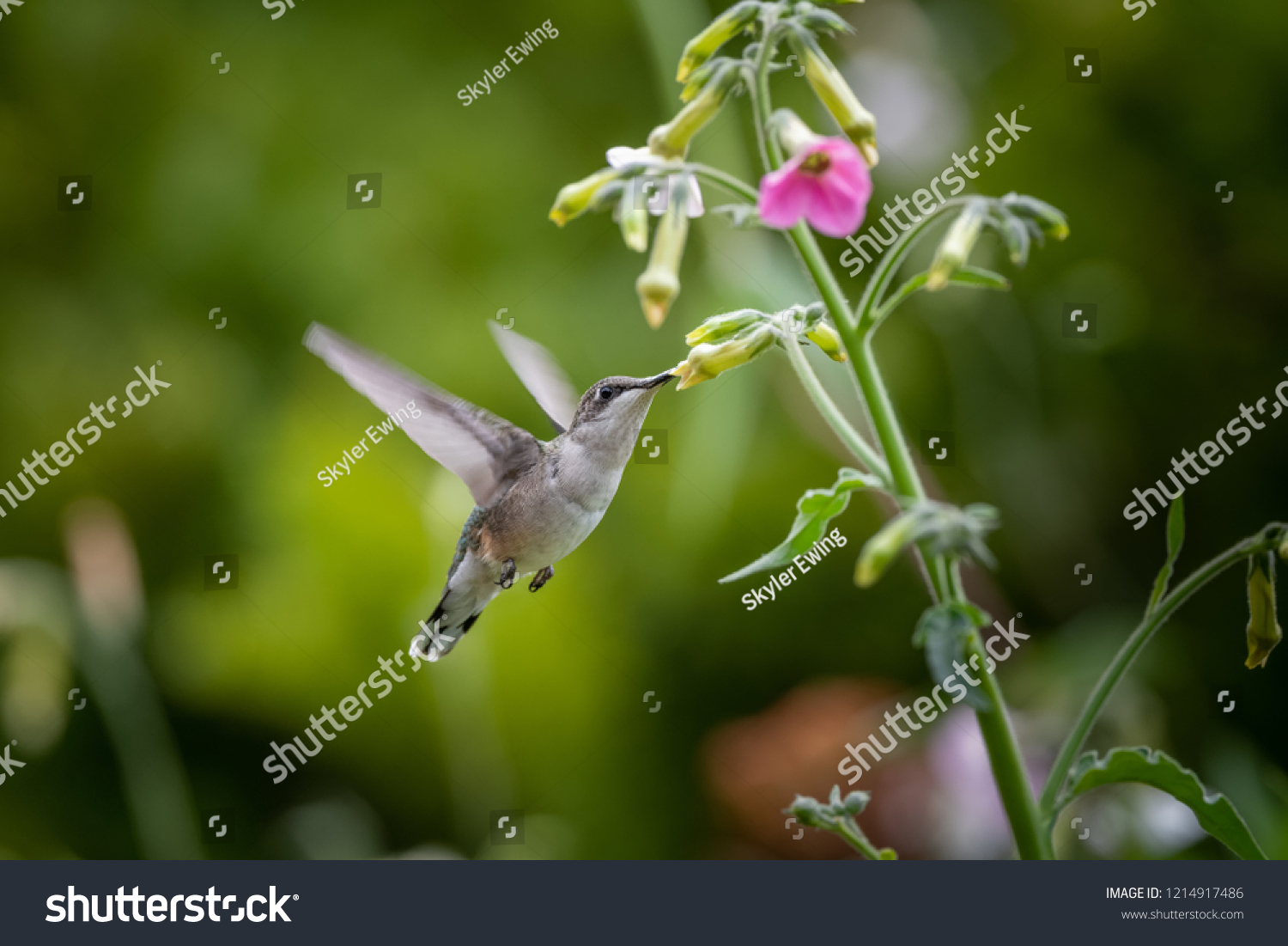 Ruby throat hummingbird bird