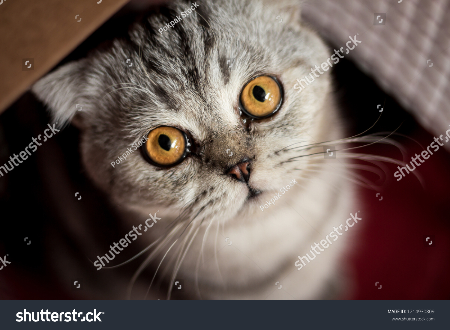 portrait of a scottish fold cat in the red basket