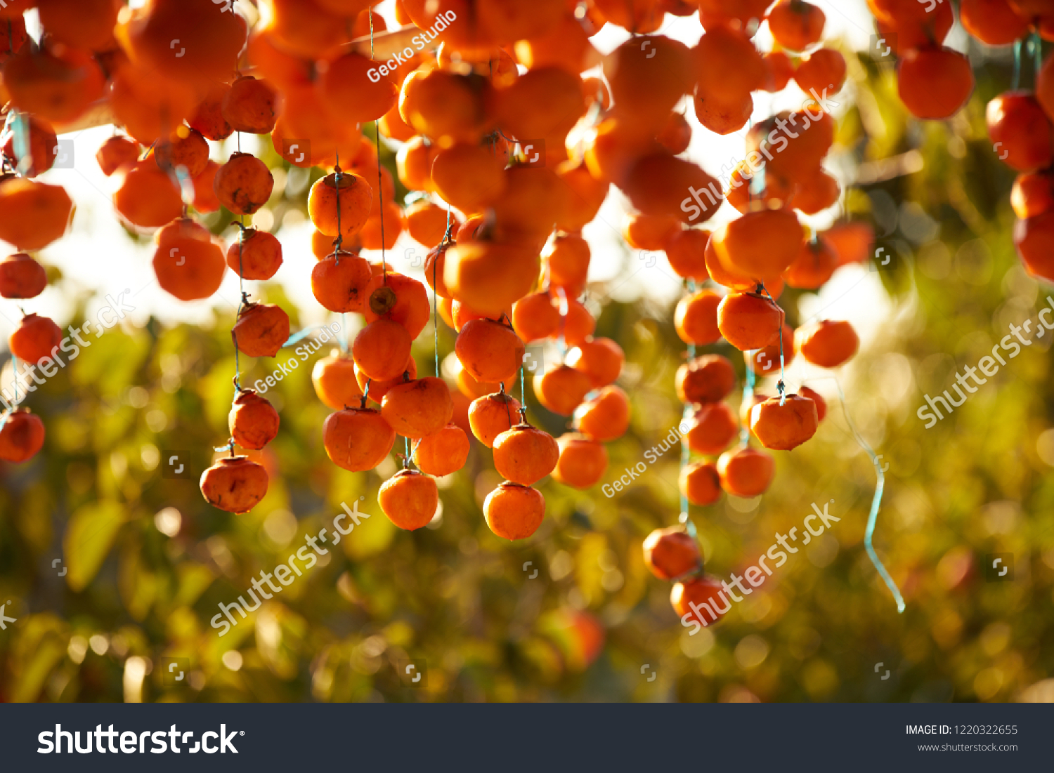 Persimmons hanging and drying to make dried persimmons. Dried persimmon. Traditional Japanese food