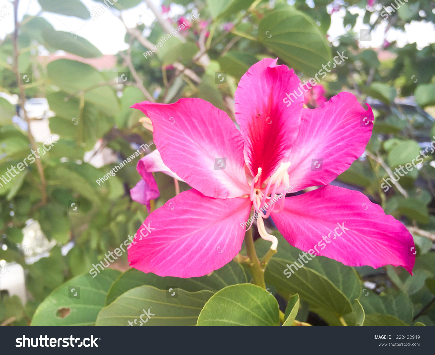 Orchid Tree  flower nature