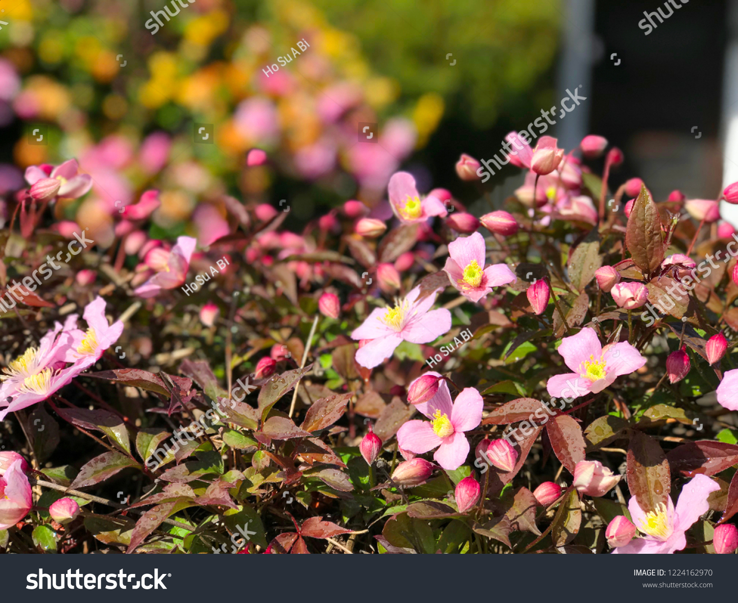 Beautiful pink rosa rubiginosa in front of house white fence green grass blue sky in springtime