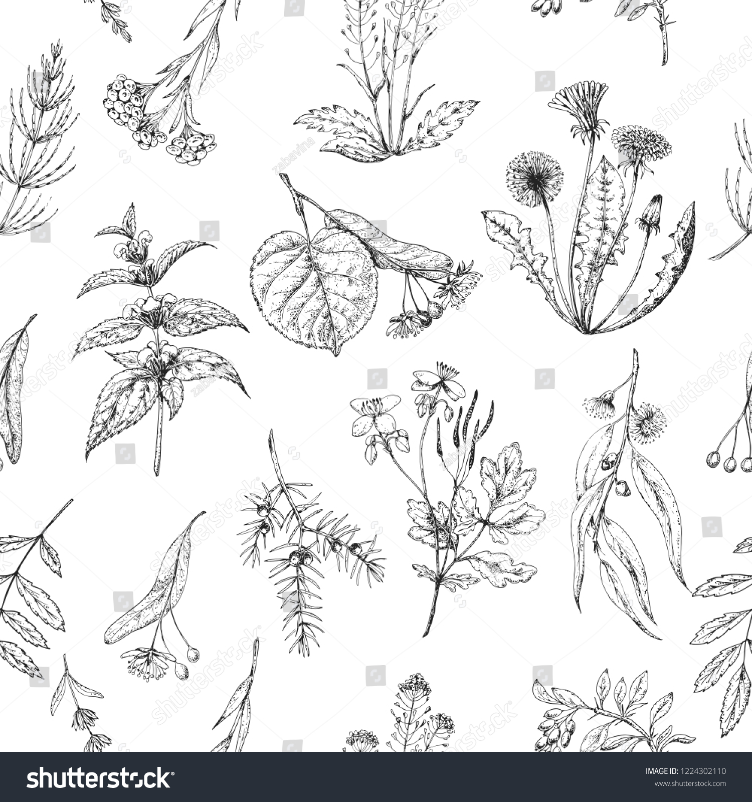 Seamless vector pattern of medicinal herbs. Wild healing plants ...