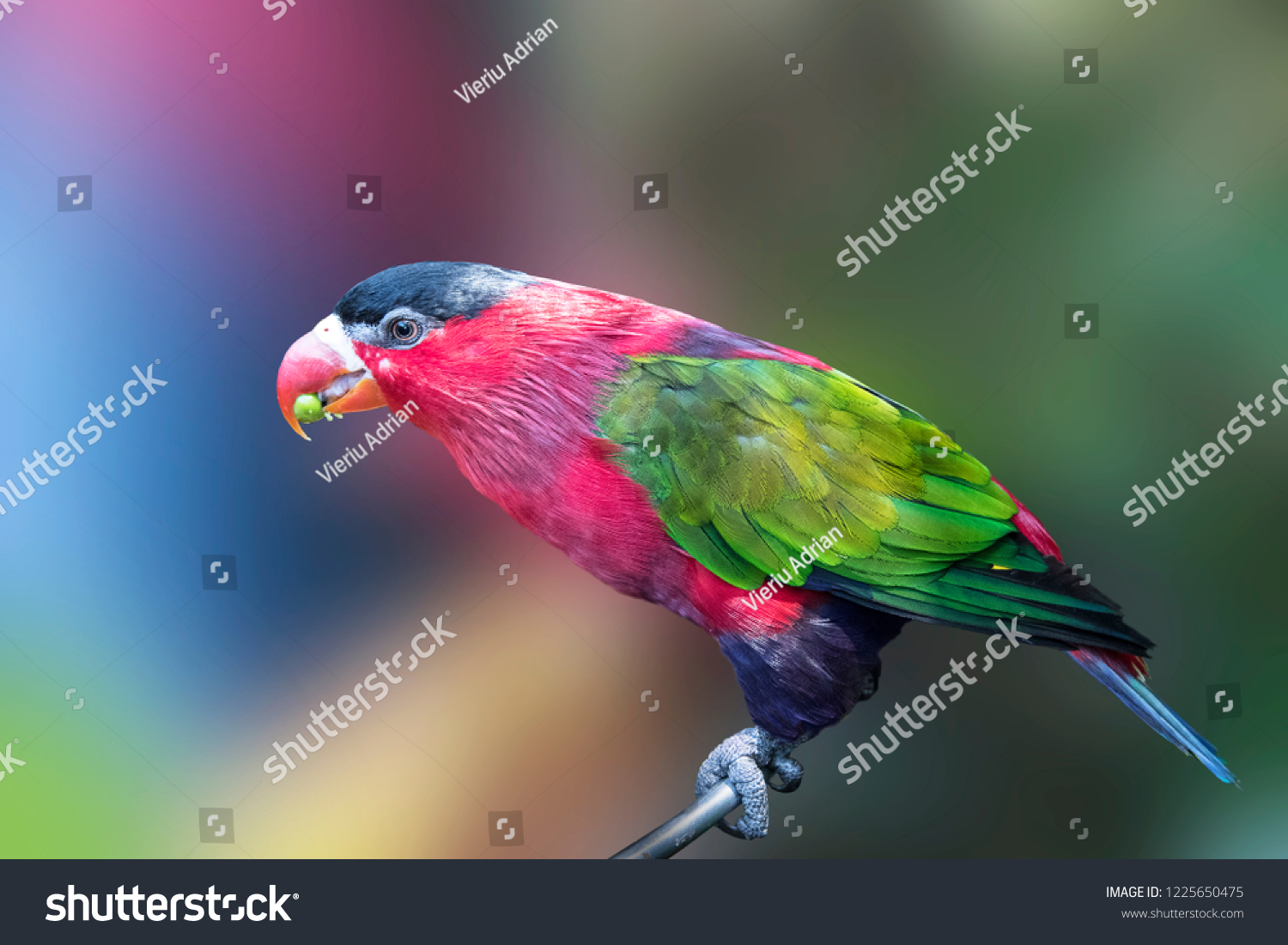 Parrot  colorful bird wildlife isolated background zoo tropical animal exotic
