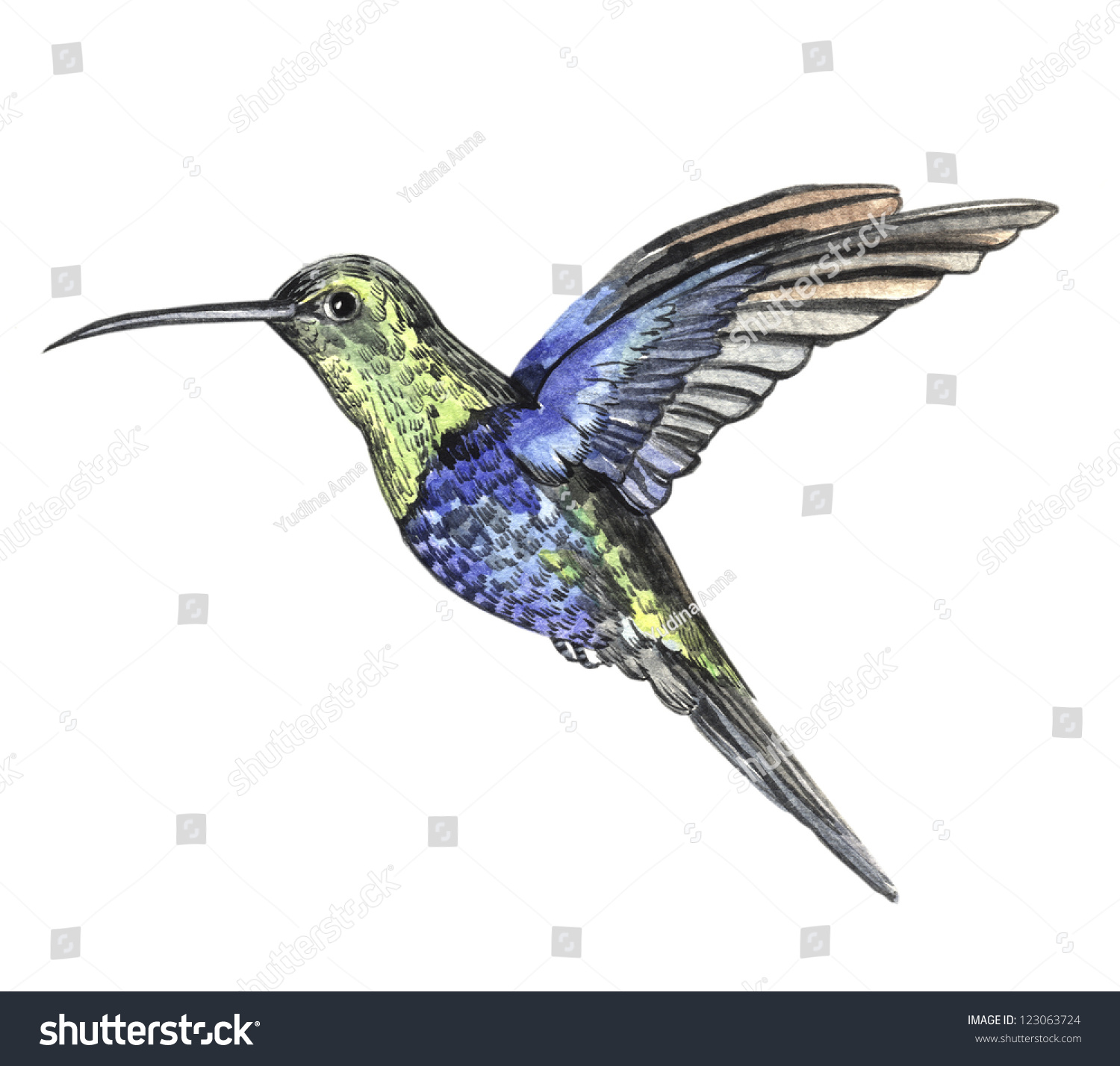 watercolor sketch bird hummingbird