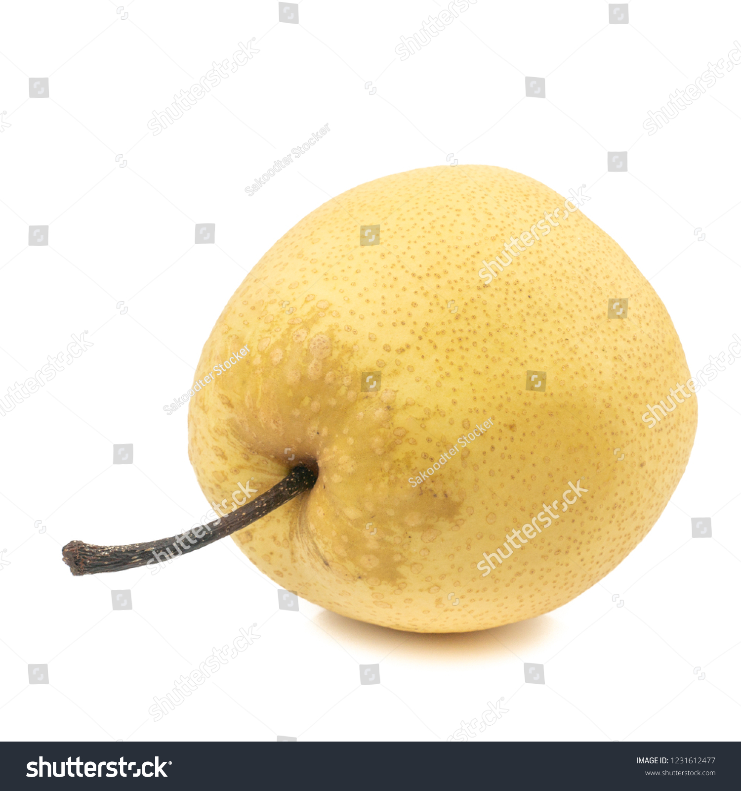 chinese pear (pyrus pyrifloral nashi pear) tropic