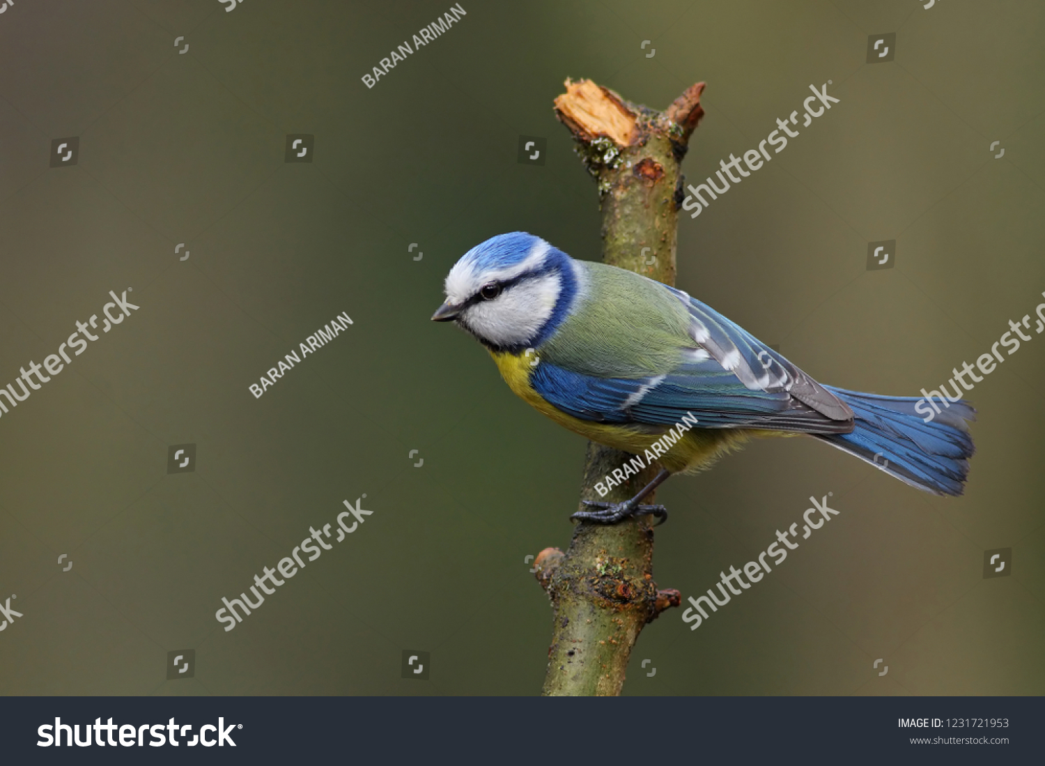 In wild bird life they have to kill to live.