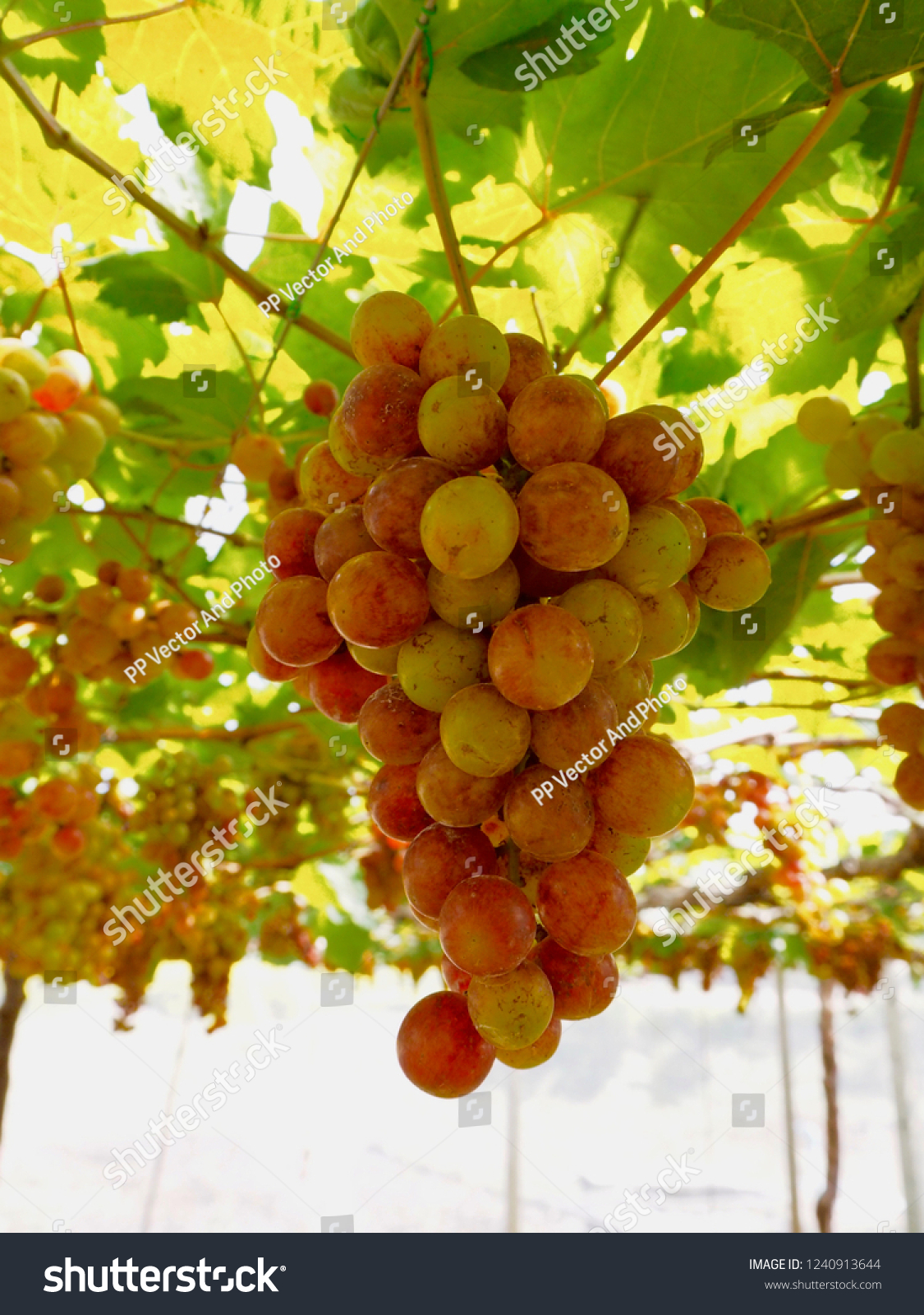 grape in the garden