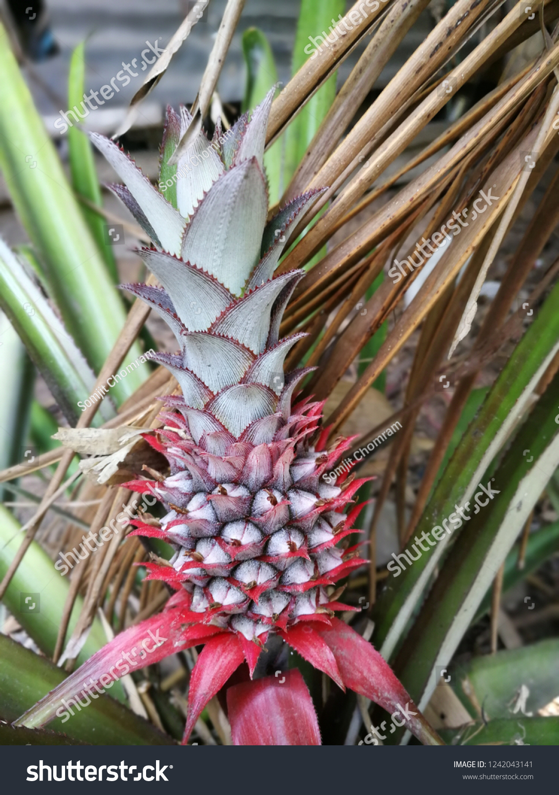 pineapple,pineapple可数吗 pineapple,pineapple可数吗