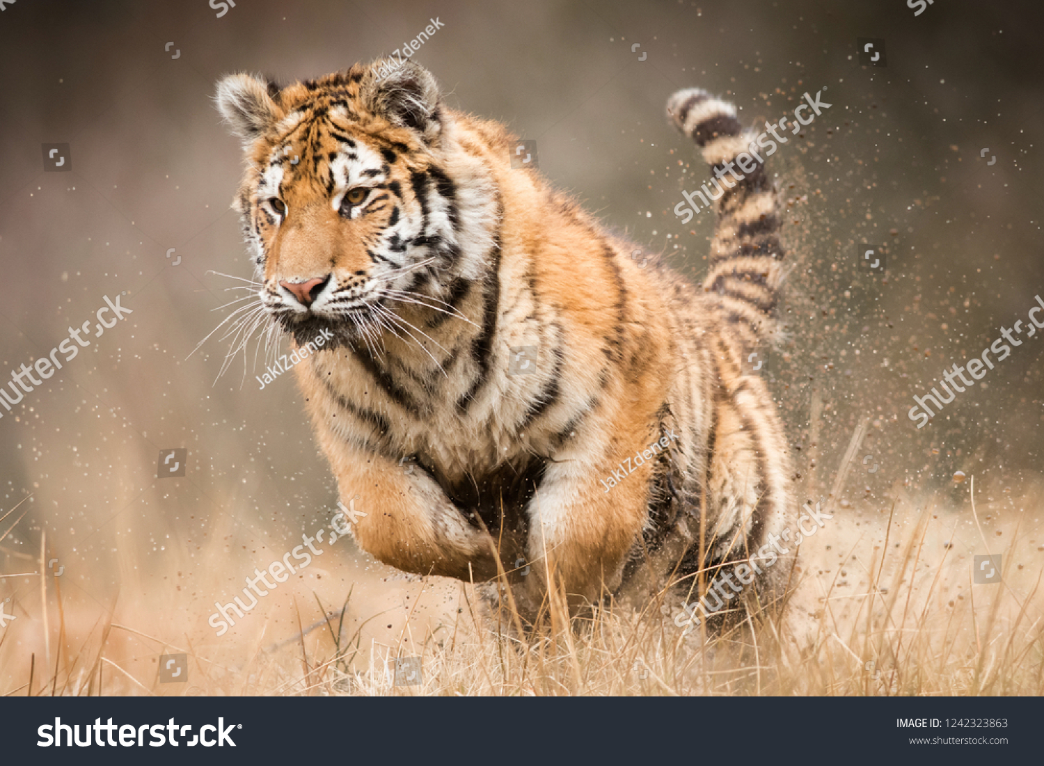 Hunting Siberian tiger  Panthera tigris altaica  environment  nature  close up