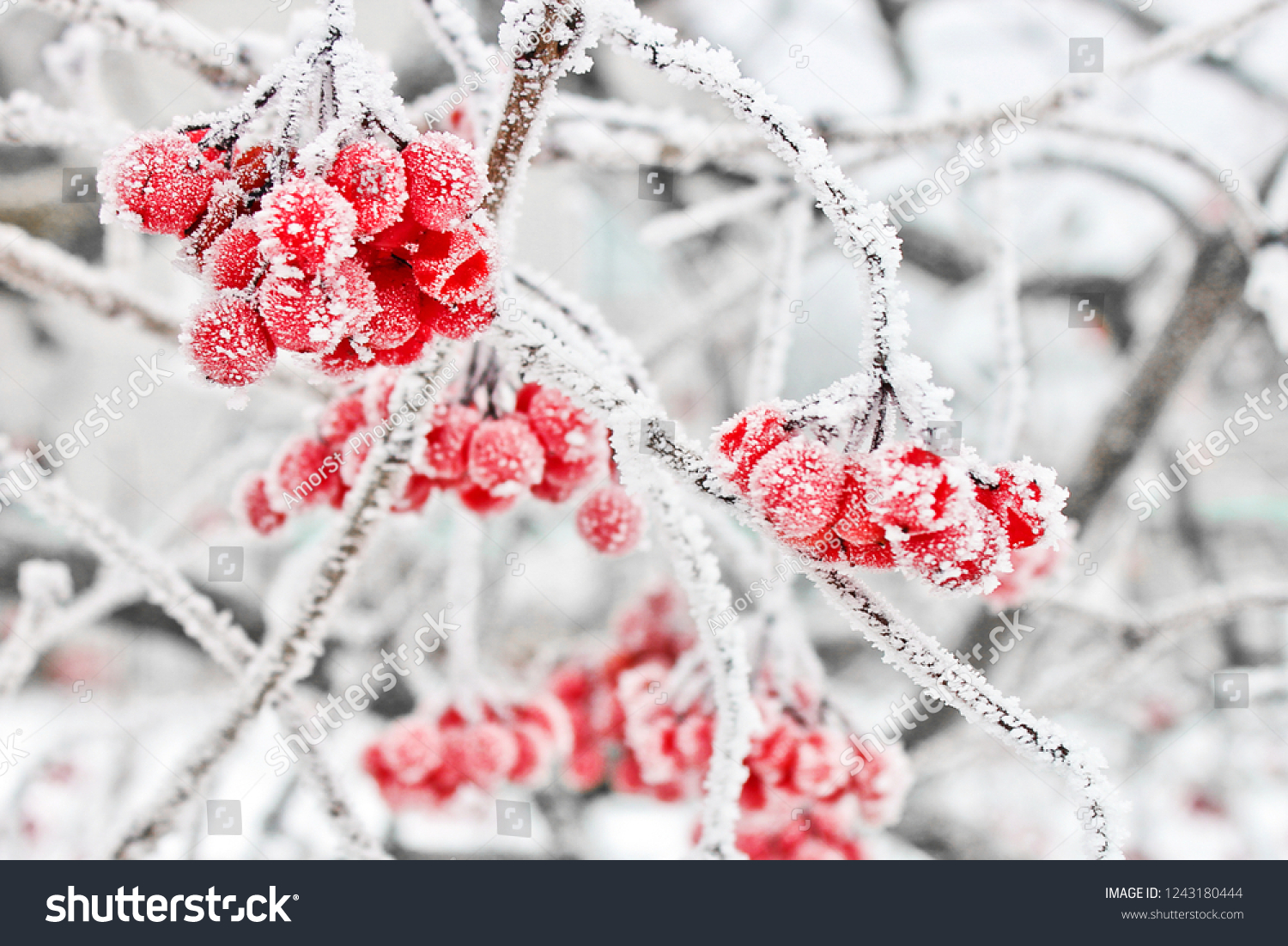 Frozen viburnum under the snow. First snow
