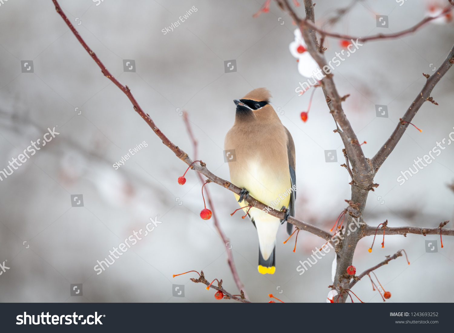 Cedar waxwing bird in a berry tree