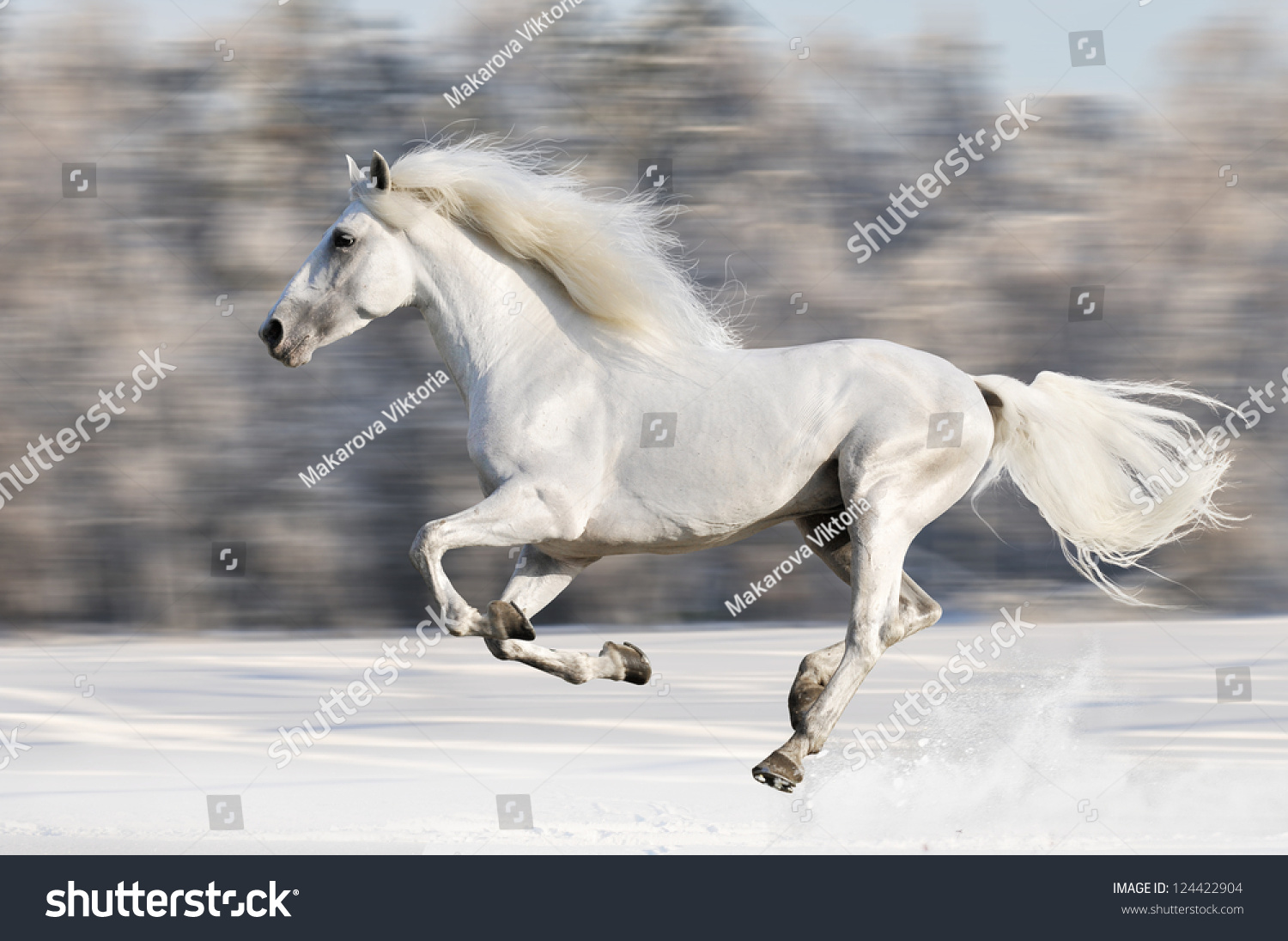 White horse runs gallop in winter  motion blur