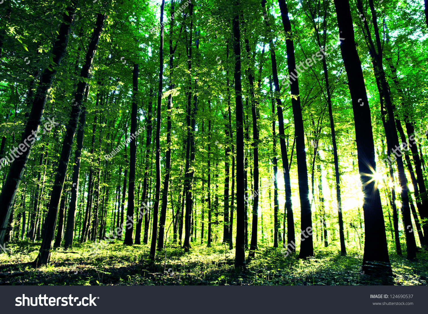 beautiful green forest