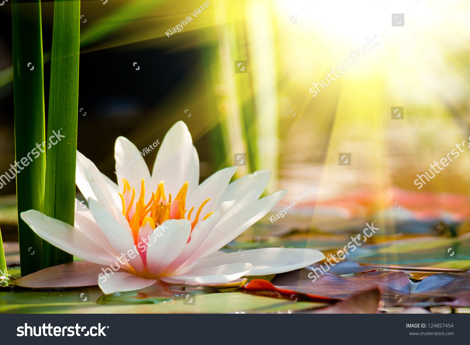 lotus flower background