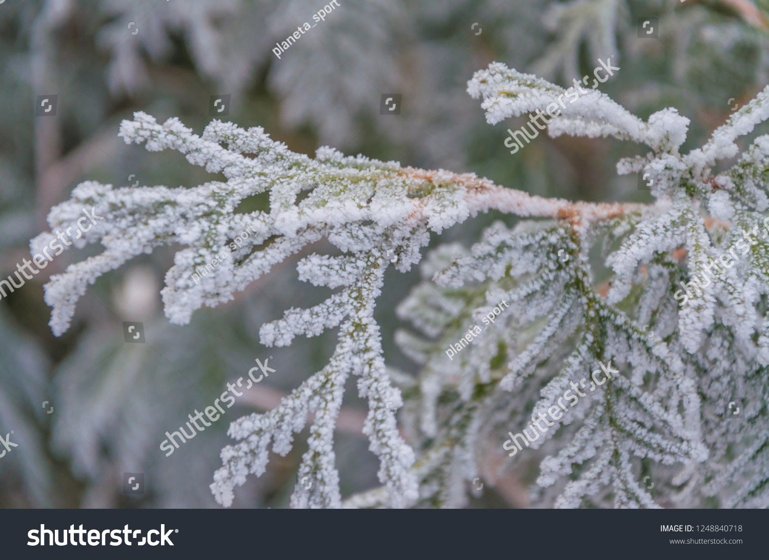 Winter  New Year  beautiful background. Charming green branches of a Christmas tree in the snow.