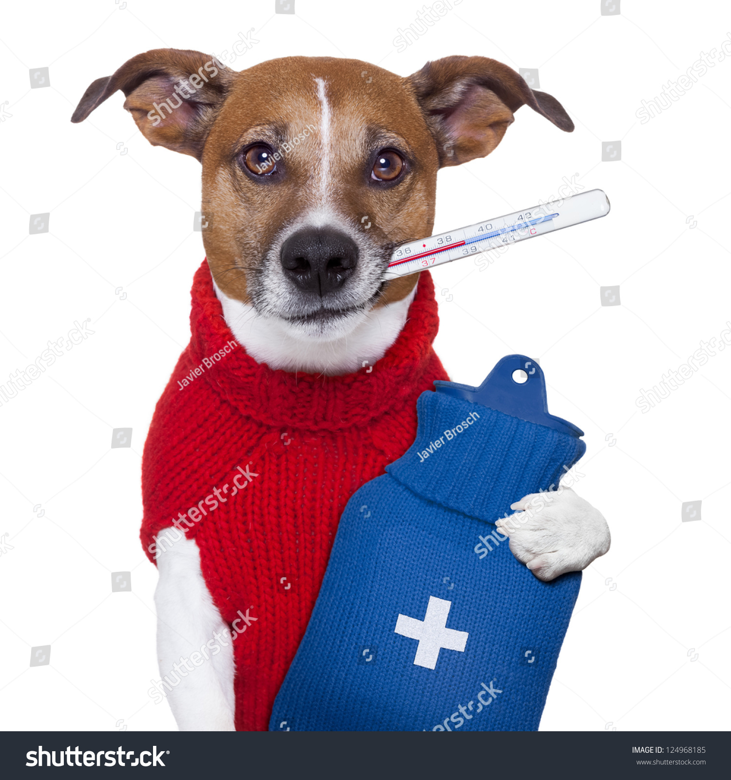 sick ill cold dog