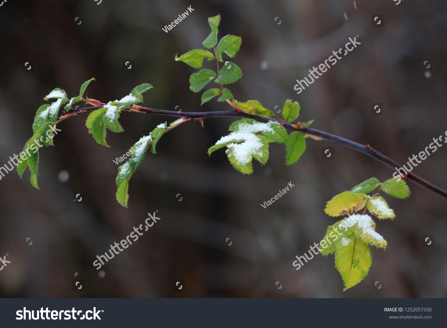 Snow-covered green leaves close-up.