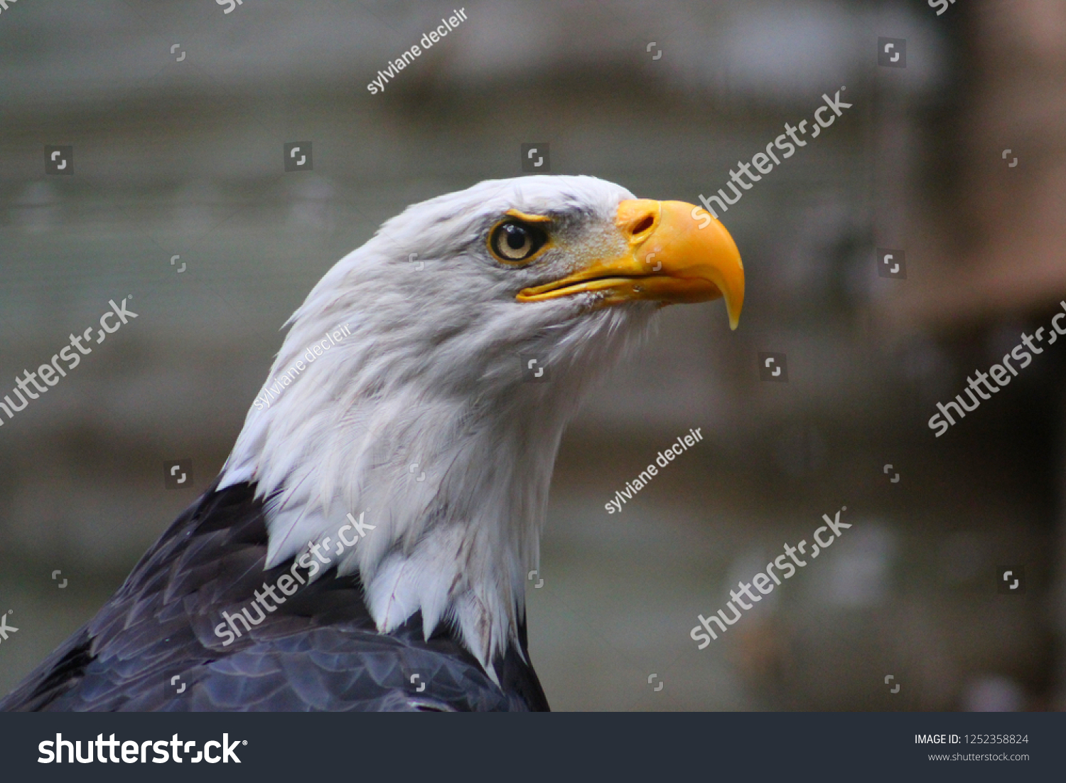 bald eagle seen in dordogne