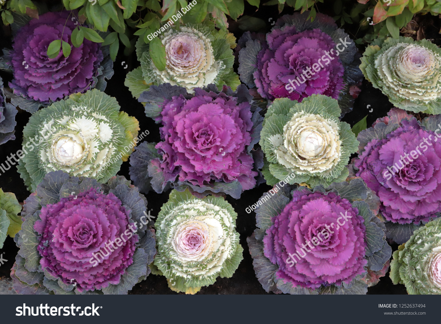 Colernal Cubbage COLORED ORNAMENTAL CABBAGES_站酷海洛_正版图片_视频_字体_音乐素材交易平台_站酷旗下品牌