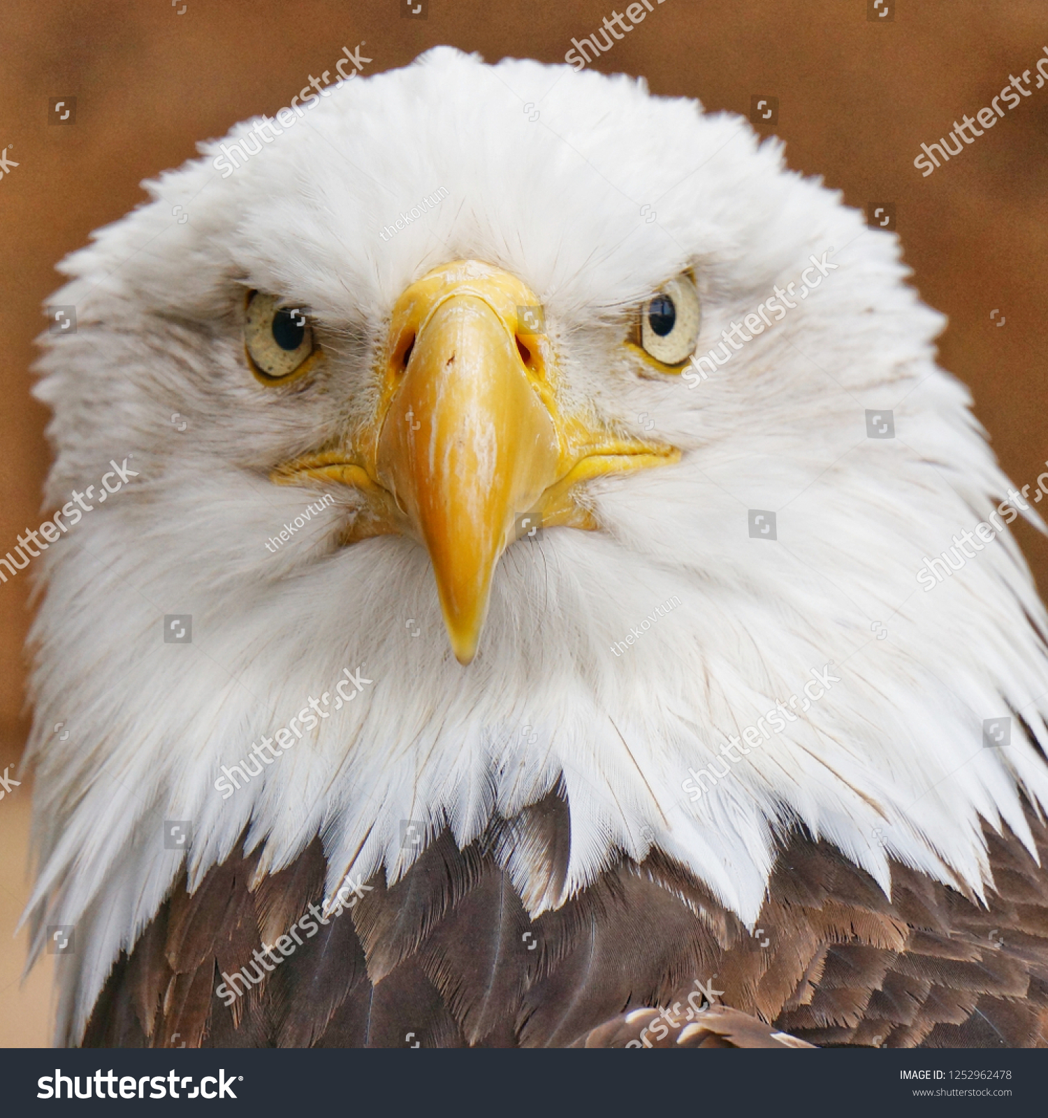 aneagle