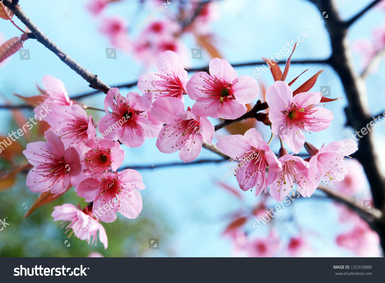 pink blossom sukura flowers on a spring day in Thailand