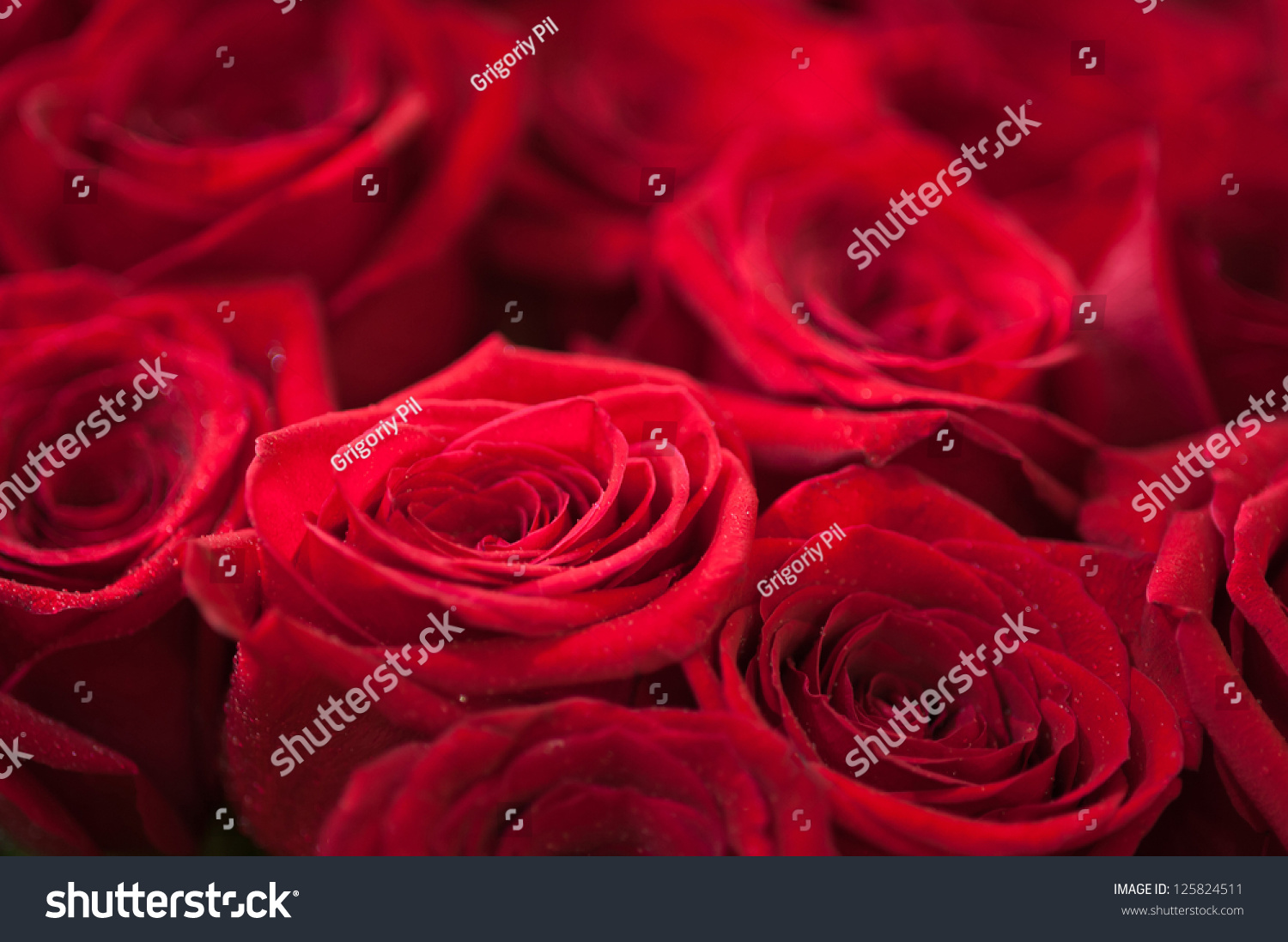 Red roses close up. Background.