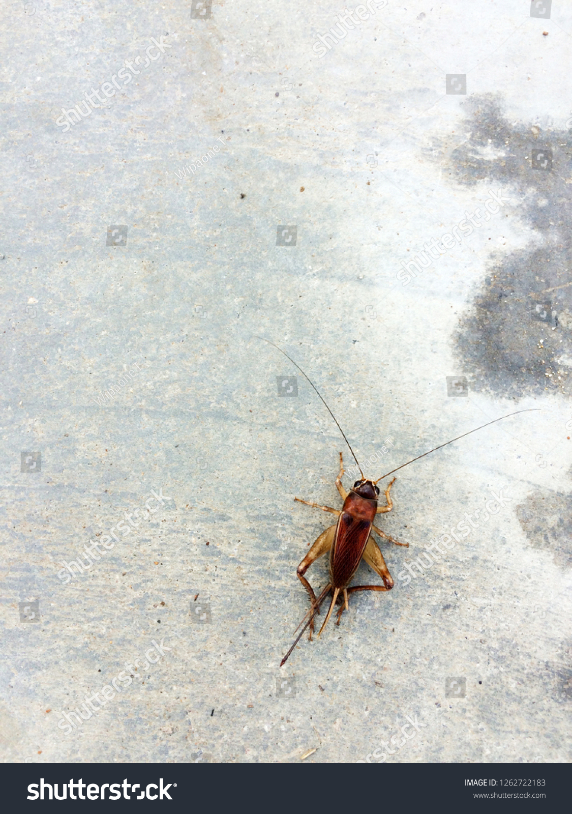 cricketinsectoncementfloor