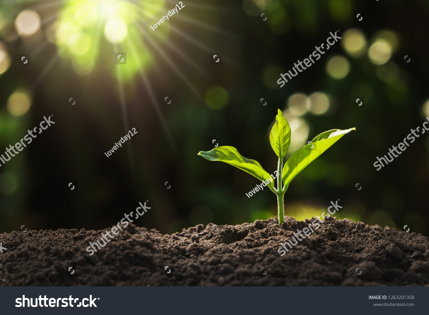 young plant growing in garden with sunlight