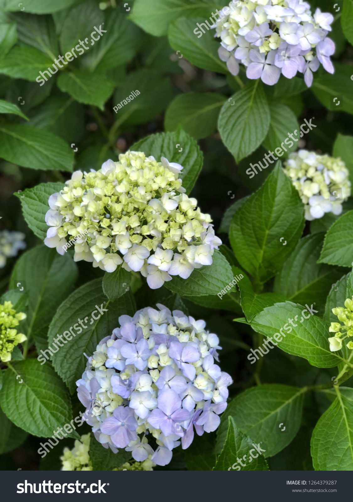 bluehydrangeaflowerscloseup