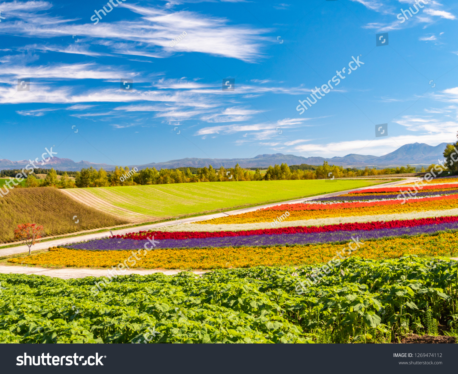 Panoramic colorful flower field in Shikisai-no-oka Biei Hokkaido Japan. Vivid flower streak pattern attracts visitors. It is a very popular spot that can not be missed if sightseeing in Hokkaido.