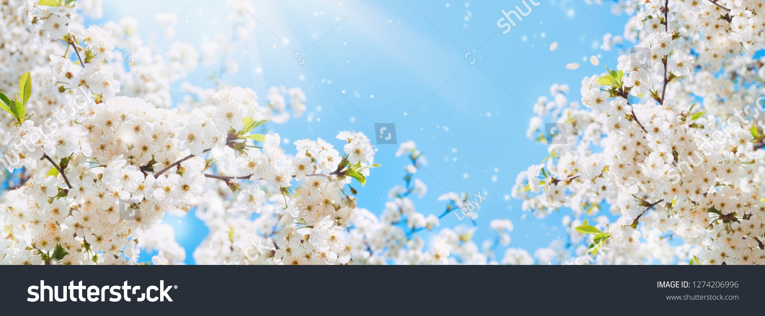 花朵樱花宏的树枝 柔软的关注阳光下的浅蓝色天空背景 并带有复制空间。春季自然全景图的美丽花卉图像。