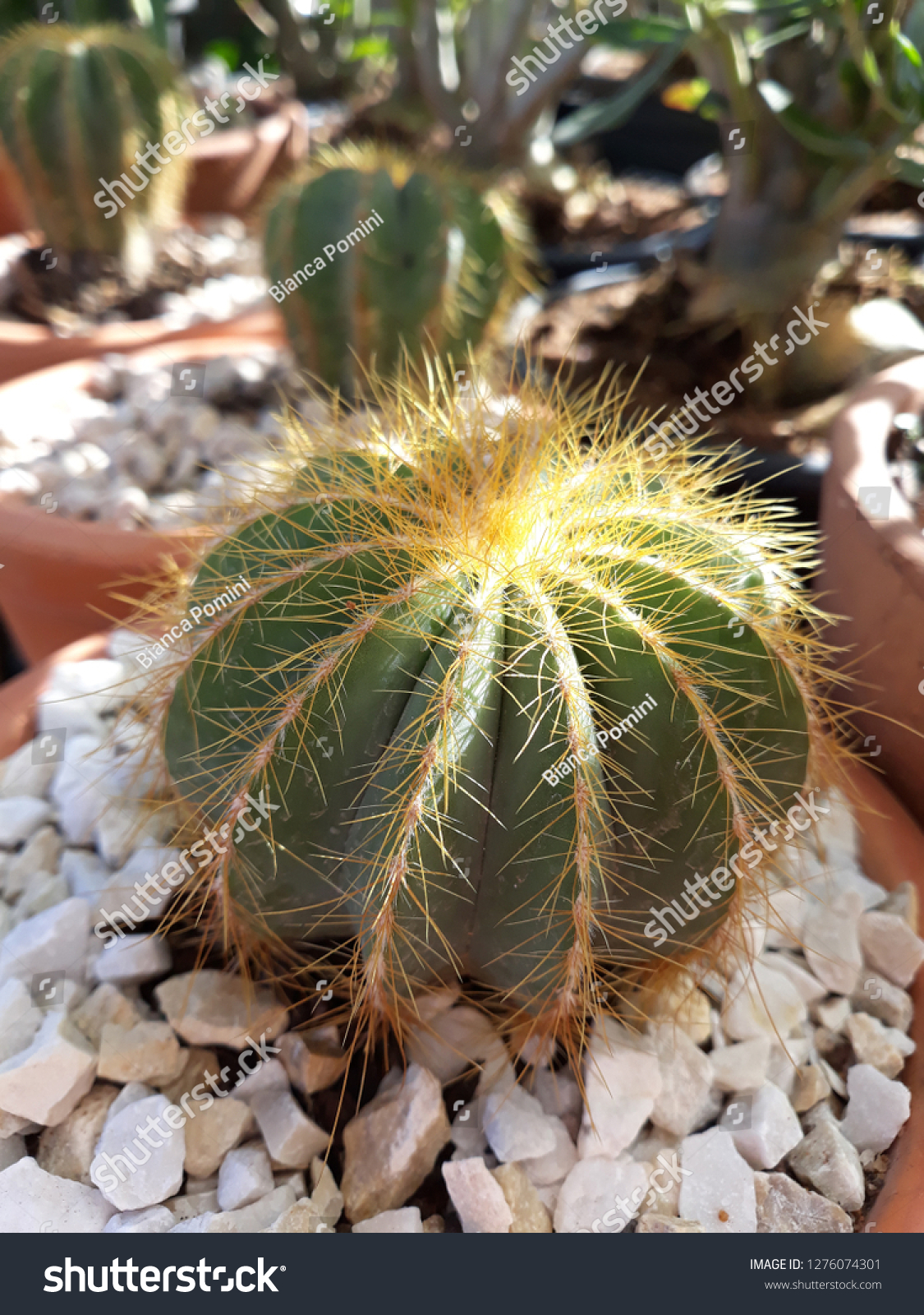 vaseofcactusballwiththorn
