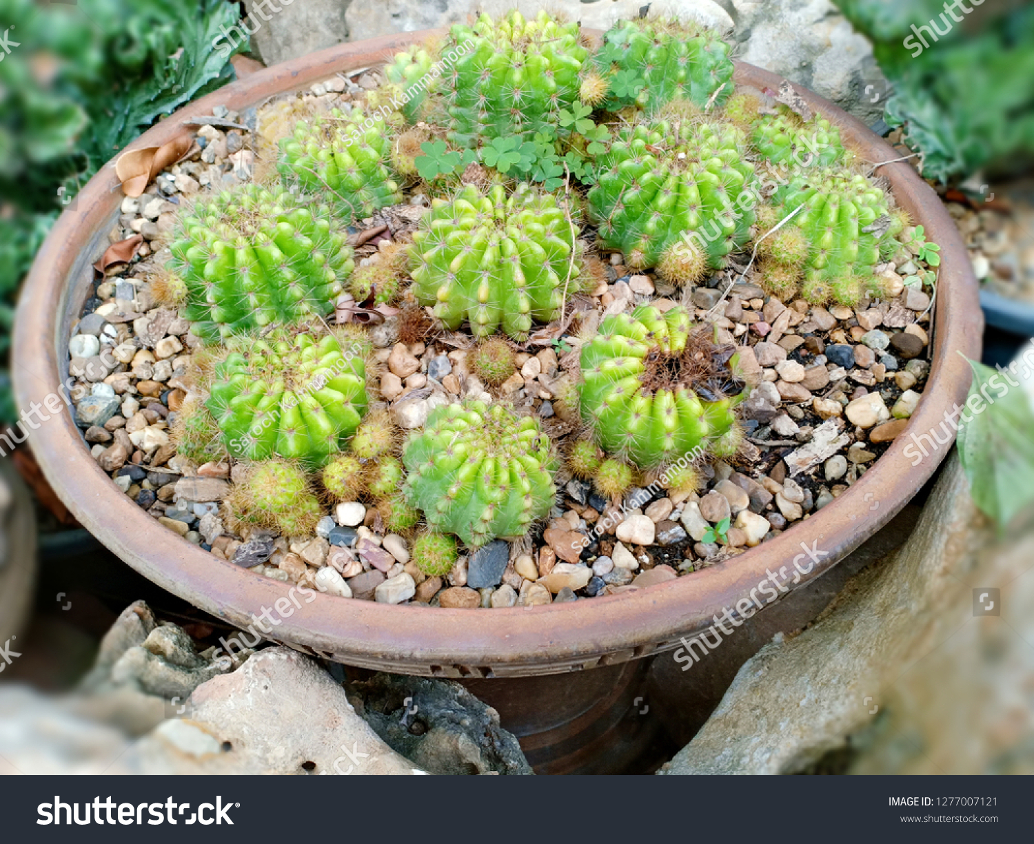 Купить копии сумок-cactusgarden louisvuitton [Росс