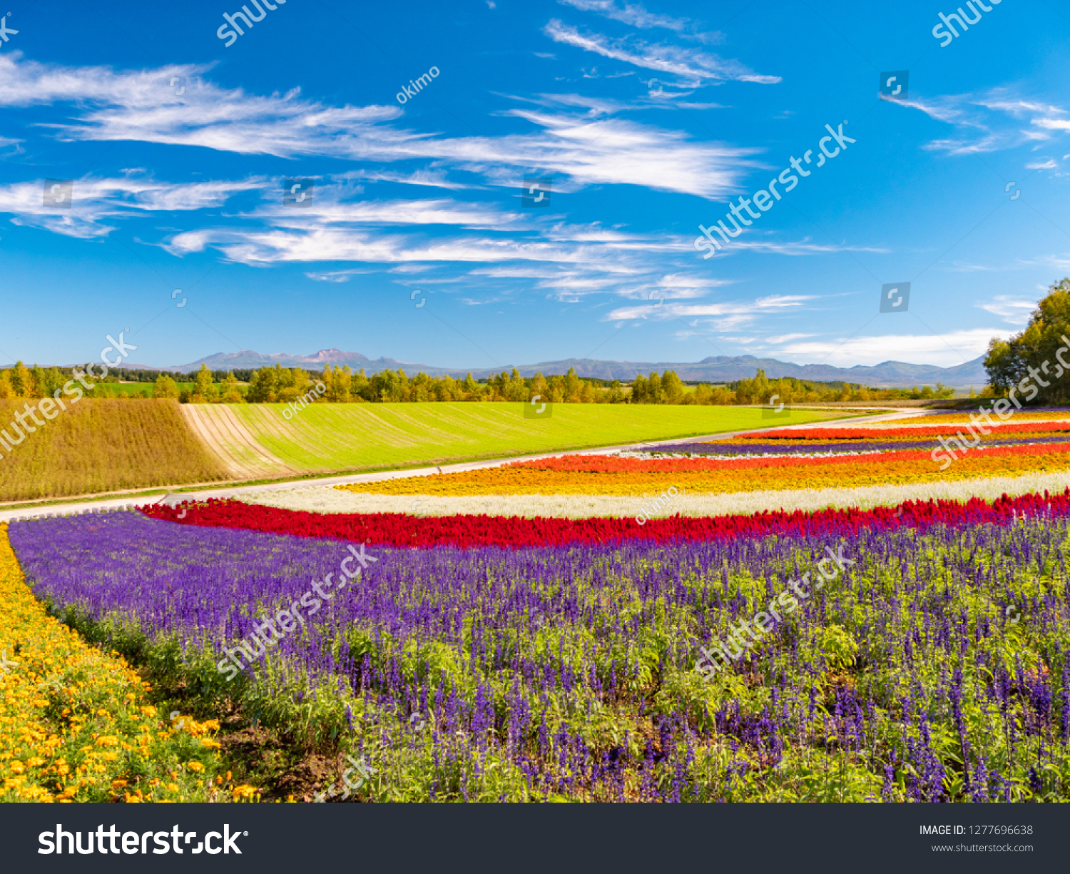 Panoramic colorful flower field in Shikisai-no-oka Biei Hokkaido Japan. Vivid flower streak pattern attracts visitors. It is a very popular spot that can not be missed if sightseeing in Hokkaido.