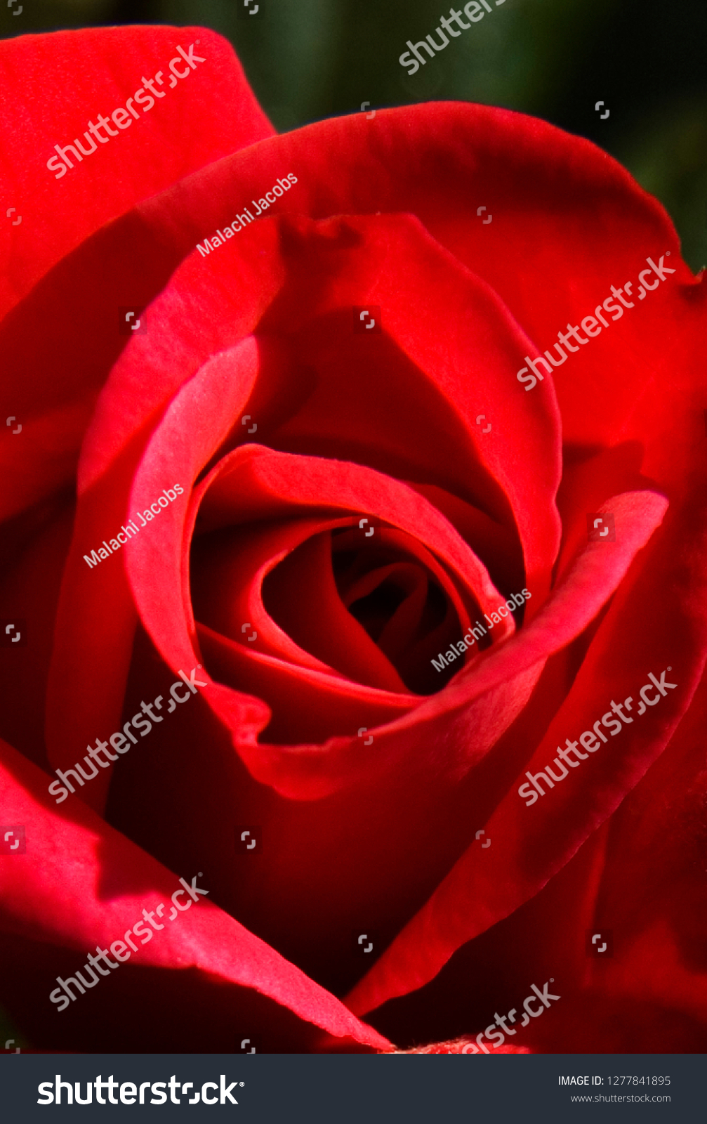 Red Rose  close-up  Petals  flower folds  red flower