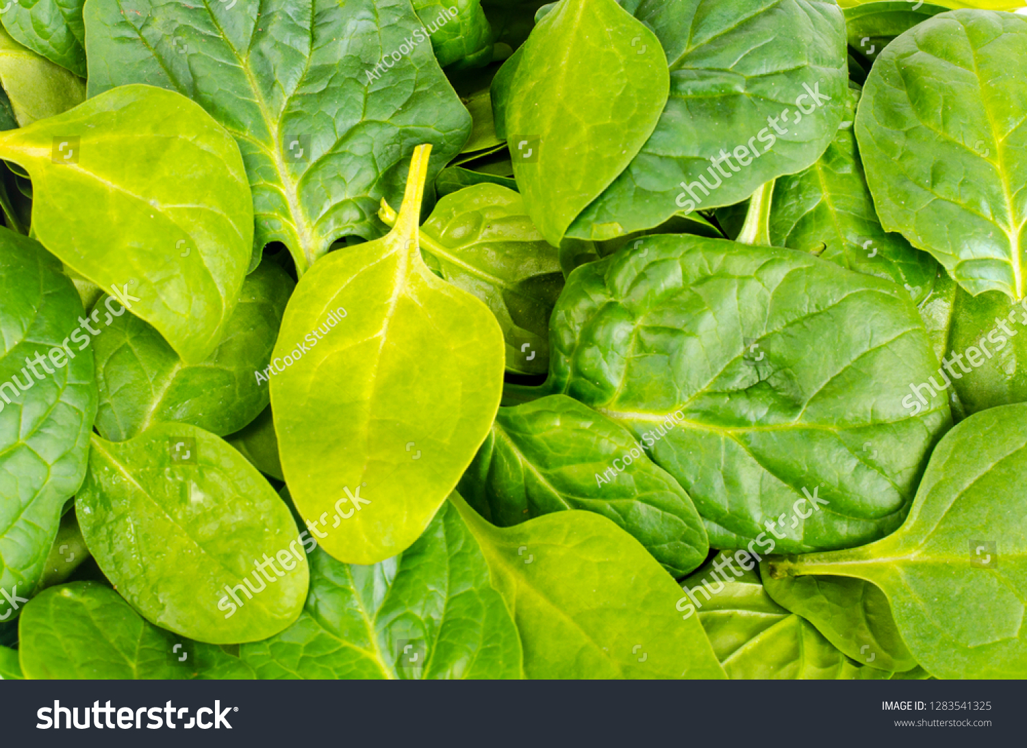 greenery,greener用英语怎么说 greenery,greener用英语怎么说