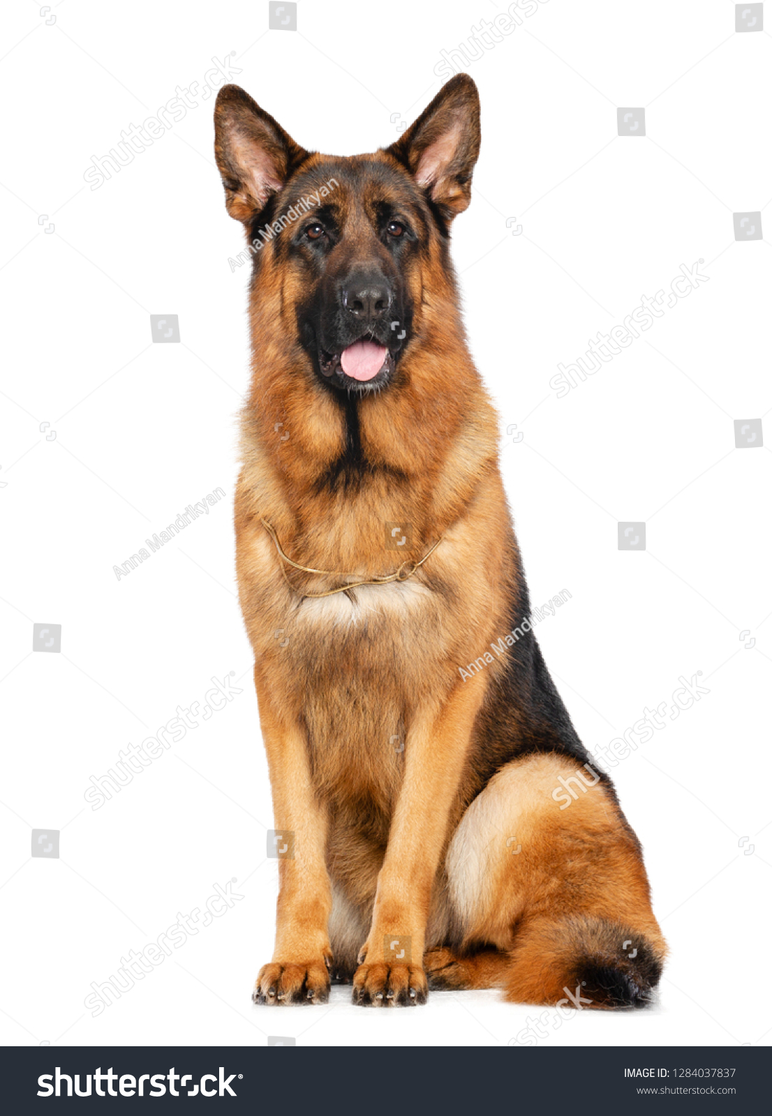german shepherd dog