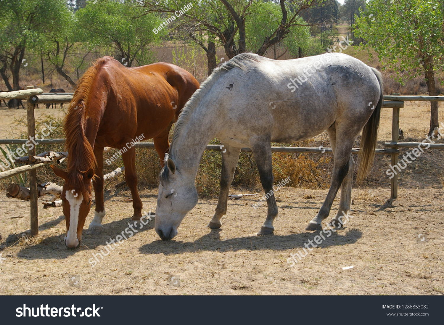 horses in fields and paddocks