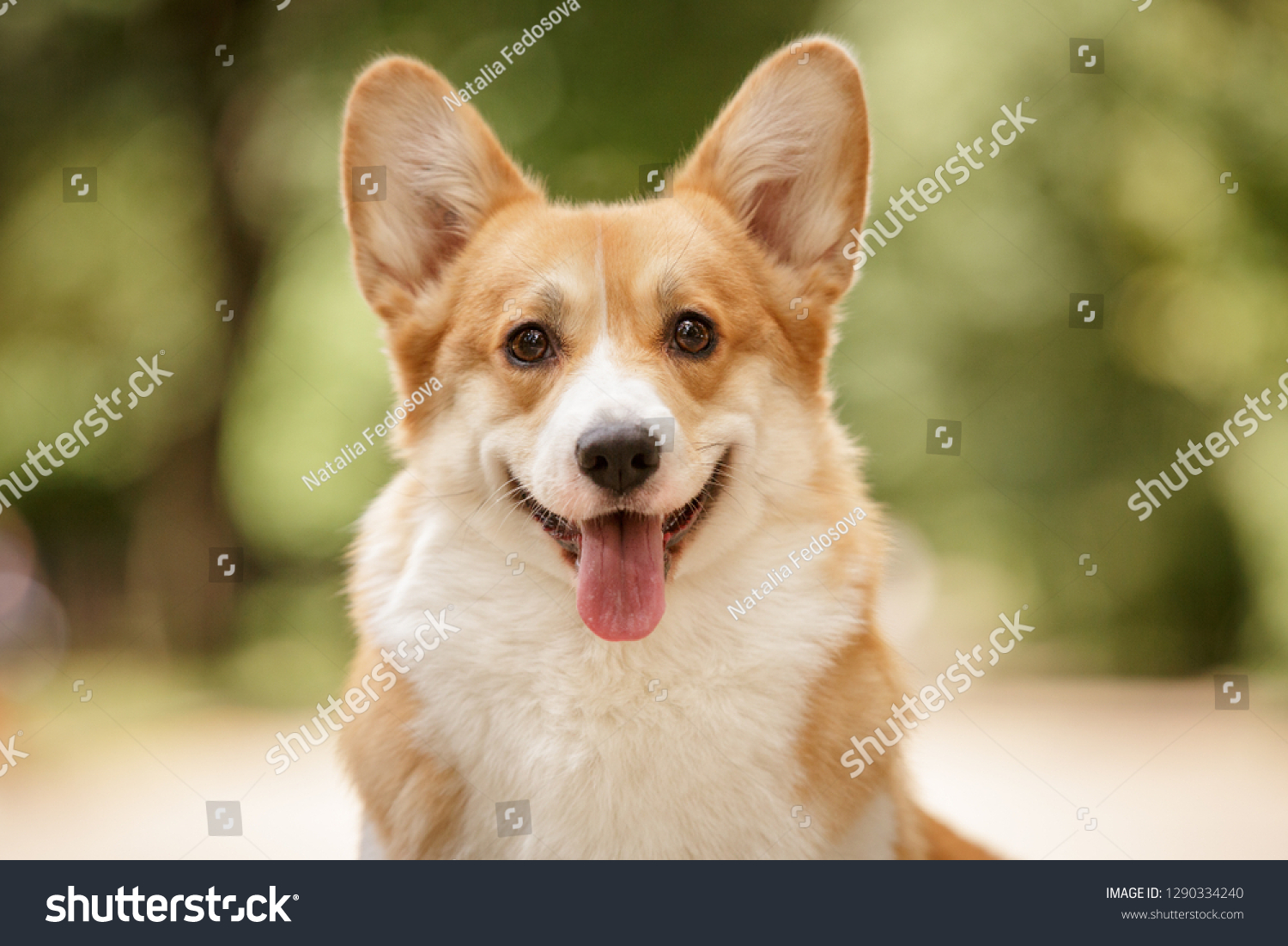 happy smiling face of pembroke whelsh corgi dog outdoor in summer